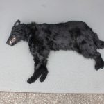 Tierdummies SFX Toter Hund liegend