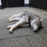Tierdummies SFX Toter Hund