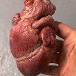 Menschliches Human Heart Herz Fake Anatomie movieSFX Dummie Silikon Gummi original Size Filmrequisiten Kino TV