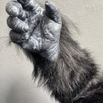 Gorilla Hand, Arm Handschuh SFX Filmeffekte movieSFX Silikon Spezialeffekte