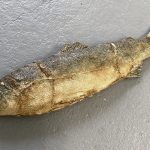 Filmeffekte Spezialeffekte SFX-Fisch Forelle gebraten weich aus Polyurethanschaum