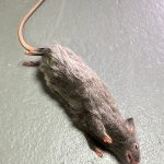 SFX- Ratte Dummie , Dummy Spezialeffekt Rat movieSFX