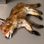 Fuchs Dummie Puppe SFX tot liegend / bewegliche Gliedmaßen Fox Dummy Spezialeffekte movieSFX