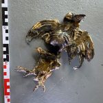 Vogel Skelett künstlich unecht Tierdummie SFX Prop movieSFX Spezialeffekte