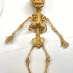Skelett Fötus 35KW Sfx Dummie Puppe beweglich Spezialeffekte Horror