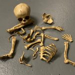 Skelett Teile Fötus 35KW Sfx Dummie Puppe Knochen Schädel Spezialeffekte Horror