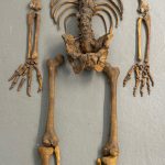 Skelett Teile Sfx Dummie Puppe Knochen einzeln Spezialeffekte Horror Requisite Prop Film Kino SFX Effekte Dummy