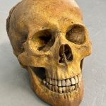 Skelett Teile Kopf Totenschädel Sfx Dummie Puppe Knochen Schädel Spezialeffekte Horror Requisite Prop Film