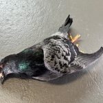 Taube tot liegend. SFX-Dummie Haustaube. Film TV Requisite Prop Spezialeffekte movieSFX