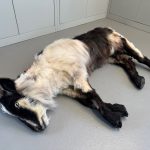 Ziege Dummie SFX- Dummy Puppe Anfertigung Film, TV, Kino Spezialeffekte Fake Animals. movieSFX