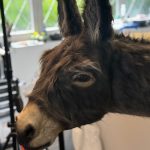 Eselkopf SFX Esel Dummie Film Tier Animal Replica Lebensgroß Kino TV Film Theater movieSFX