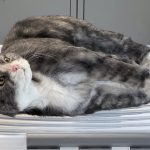 SFX-Katzendummie beweglich Tier Dummy Puppe Film TV Spezialeffekte movieSFX