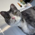 SFX-Katzendummie beweglich Tier Dummy Puppe Film TV Spezialeffekte movieSFX