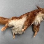 SFX Eichhörnchen Dummie beweglich realistisch Fake animal Spezialeffekte Film TV Kino Dummy Tier Puppe